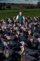 Lower Clopton turkeys  20000101_5182