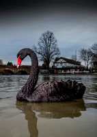 Black swan 20130210_6639