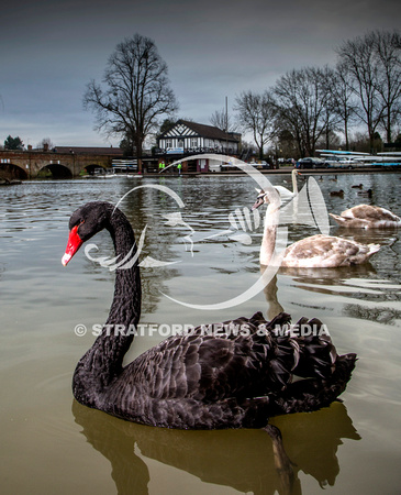 Black swan 20130210_6645