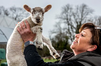The Farm lambs 20230315_8401