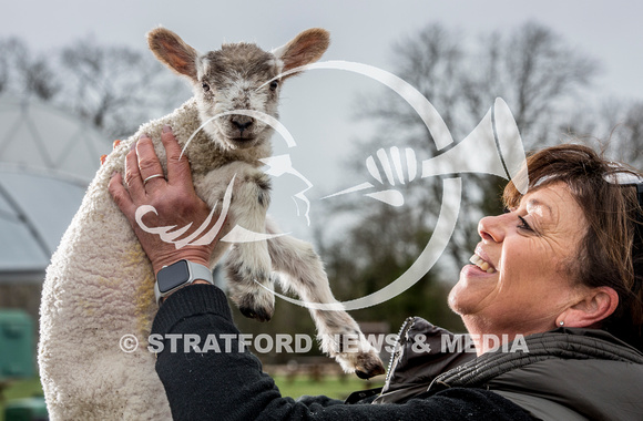 The Farm lambs 20230315_8401