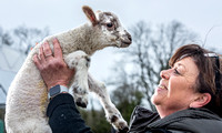 The Farm lambs 20230315_8402