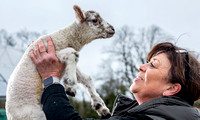 The Farm lambs 20230315_8403