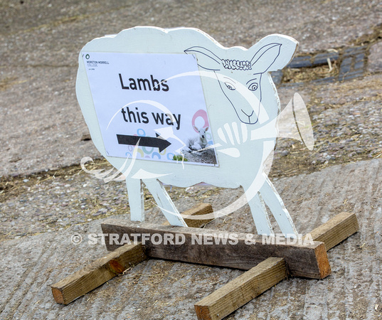 Lambing Day 5487