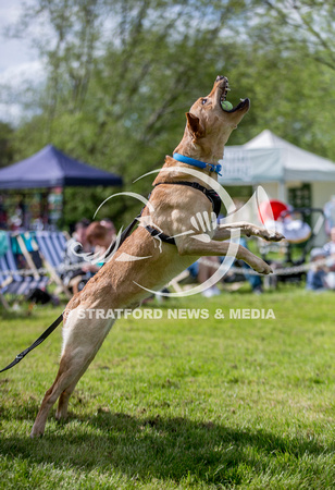 Riverside Dog Show (with caps) 20240504_9344