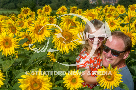 Oversley Hill Farm sunflowers 20230903_2454