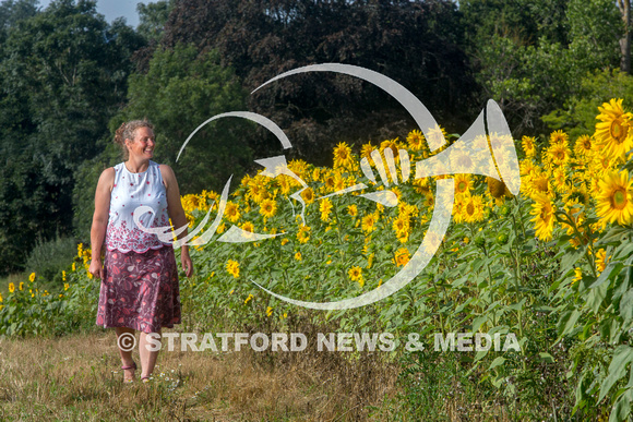 Oversley Hill Farm sunflowers 20230903_2456