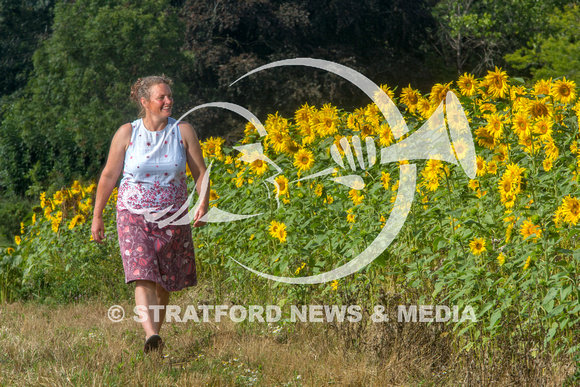 Oversley Hill Farm sunflowers 20230903_2457