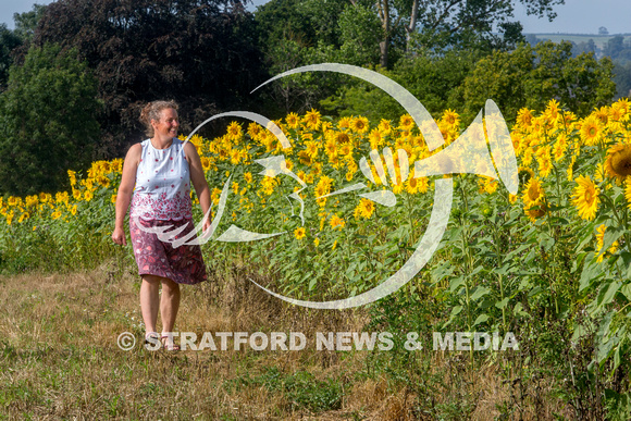 Oversley Hill Farm sunflowers 20230903_2460
