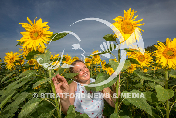 Oversley Hill Farm sunflowers 20230903_2435