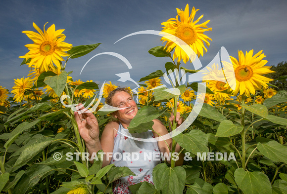 Oversley Hill Farm sunflowers 20230903_2436