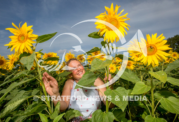 Oversley Hill Farm sunflowers 20230903_2437