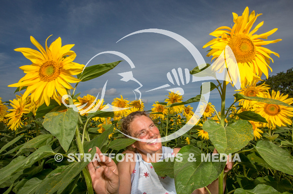 Oversley Hill Farm sunflowers 20230903_2438