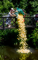 ALCESTER DUCK RACE 7580