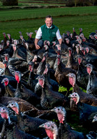 Lower Clopton turkeys  20000101_5167