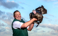 Lower Clopton turkeys  20000101_5168
