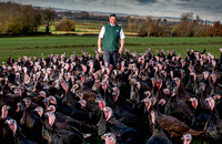 Lower Clopton turkeys  20000101_5180