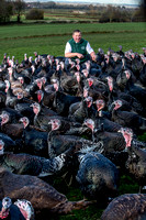 Lower Clopton turkeys  20000101_5181