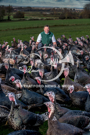 Lower Clopton turkeys  20000101_5182