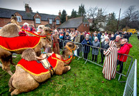 Alveston Camels 9062