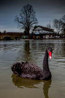 Black swan 20130210_6643