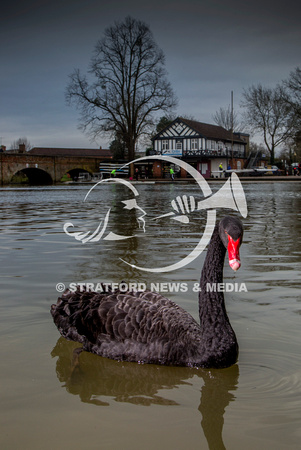 Black swan 20130210_6643